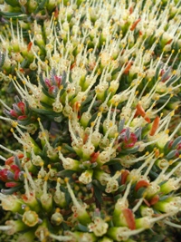 Homoranthus papillatus