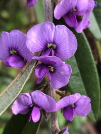 Hovea acutifolia