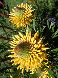 Isopogon anenomifolius