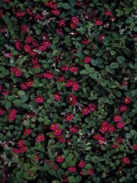 Kennedia carinata