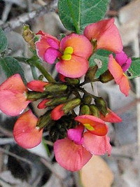 Kennedia coccinea