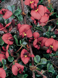 Kennedia microphylla