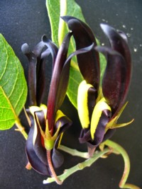 Kennedia nigricans