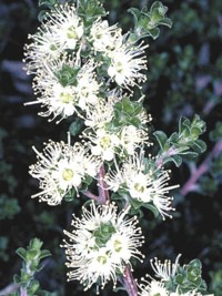 Kunzea Badja Carpet