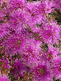 Kunzea parvifolia dwarf