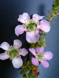 Leptospermum rotundifolium Julie Anne