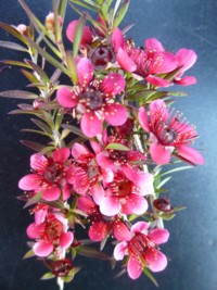 Leptospermum Red Cascade