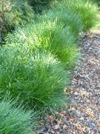 Lomandra confertifolia Little Con