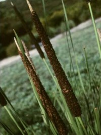 Lomandra hastilis