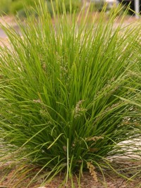 Lomandra Lime Tuff