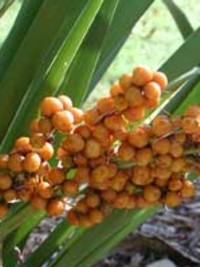 Lomandra spicata