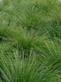 Lomandra Verday