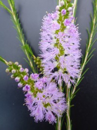 Melaleuca armillaris Mauve