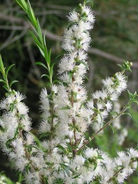 Melaleuca bracteata