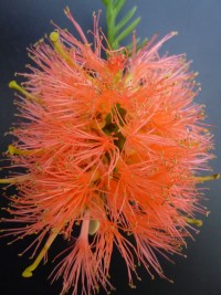 Melaleuca fulgens Apricot