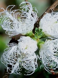 Melaleuca thymifolia White Lace