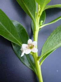 Myoporum insulare