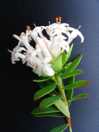 Pimelea Pygmy White