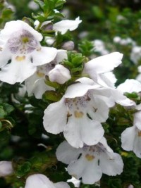 Prostanthera cuneata