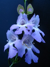 Prostanthera nivea var. induta