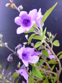 Prostanthera ovalifolia compacta