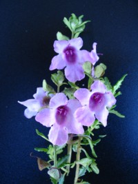 Prostanthera ovalifolia x stenophylla Pink