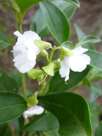 Prostanthera petraea