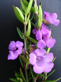 Prostanthera phylicifolia