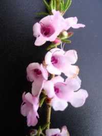 Prostanthera rylstonii Pink