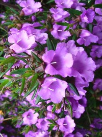 Prostanthera scutellarioides