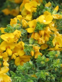 Pultenaea capitallata