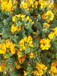 Pultenaea maritima