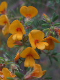 Pultenaea villosa