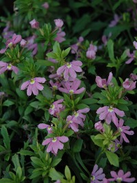 Scaevola aemula Pink