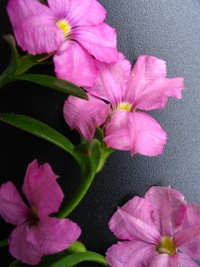 Scaevola Pink Perfection