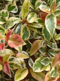 Syzygium australe variegata