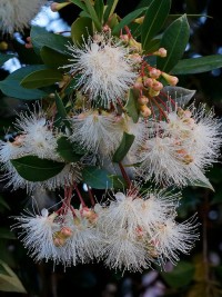 Syzygium australe