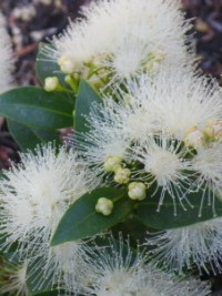 Syzygium australe Hinterland Gold