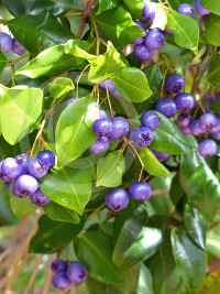 Syzygium oleosum