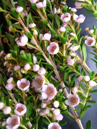 Thryptomene saxicola FCPayne