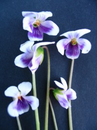 Viola hederaceae