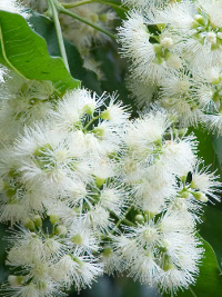 Waterhousia floribunda