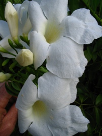 Pandorea jasminoides alba
